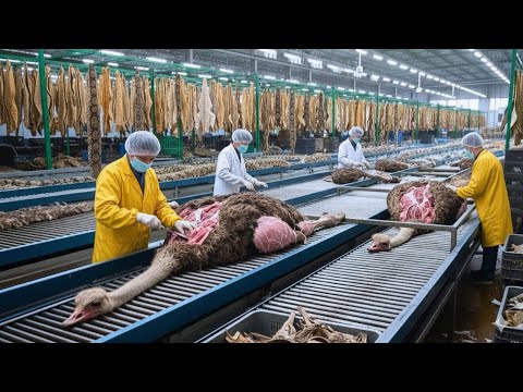 Inside the Ostrich-Leather Factory: From Farm to Luxury Jacket (Full Process)