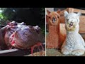 Ozzy Man Reviews Hungry Animals