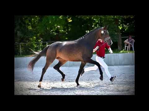 Lovely Susi *2017 Le Vivaldi x Sir Gregory