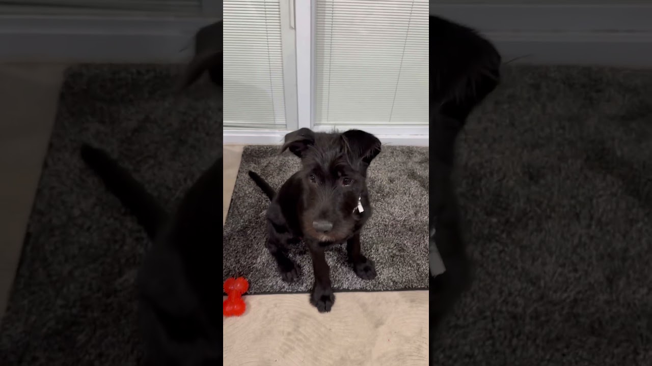 Enlarge Ella, an adopted mixed breed in Park Forest, IL video 6/6