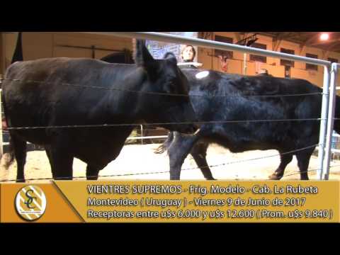 09-06-17 Venta de Receptoras - Vientres Supremos - Montevideo (Uruguay)