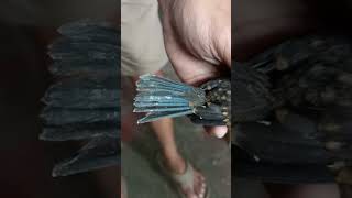 Download lagu September 9, 2022 TLEDEKAN GUNUNG trotol guaranteed male mp3