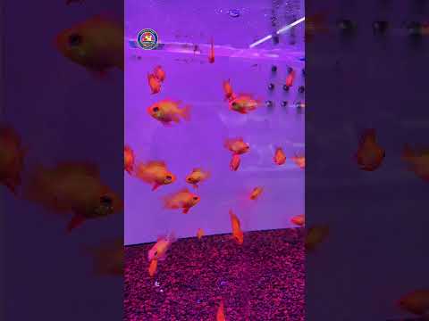 Video Thumb