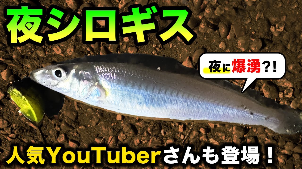【シロギス】夜の公園で爆釣ってホント？！夜のシロギス釣りは暑さとは無縁！  〜東京湾・千葉〜