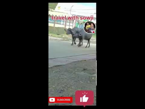 Funny dog vedios, entertainment vedio