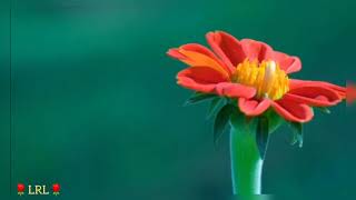 Download lagu Story WA Nothing Gonna Change My Love For You ~ George Benson mp3 Download lagu Story WA Nothing Gonna Change My Love For You ~ George Benson mp3