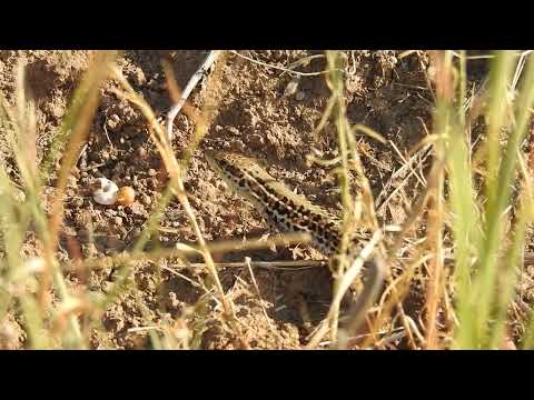 Jašterica taurská (Podarcis tauricus) — Balkan Wall Lizard, samica v stepi