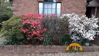 Q&A – Why do our azaleas not bloom like they used to? Some plants bloom, others do not.