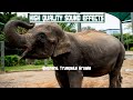 High Quality Sound Effects Elephant Trumpets Growls