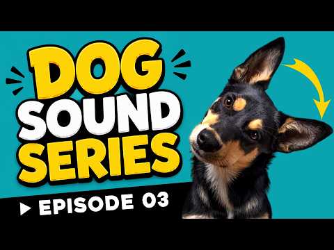 Dog Sound Series 🐶 | Episode 03: 10 Sounds That Make Dogs Tilt Their Heads