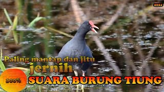 Download lagu Paling mantap dan jitu 100% jernih cover (SUARA BURUNG TIUNG) mp3