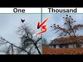 One Chicken Vs Thousand Chicken Screaming On Tree