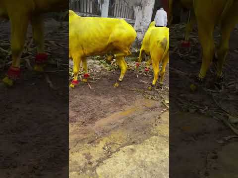 KRISHNA PAWANRAO AKRE BAIL  POLA WARDHA  2023