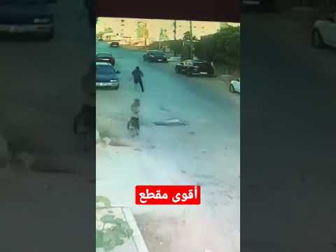 , title : 'أقوى مقطع.. كلاب ضالة تهاجم شابا في الشارع العام بمدينة اربد'