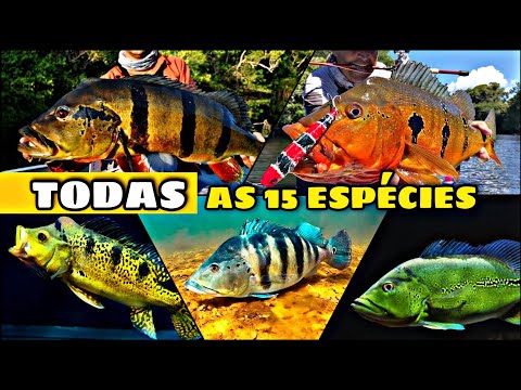 ALL 15 SPECIES OF PEACOCK BASS