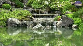 Transform Your Mind in 1 Minute with This Zen Garden Technique 🌿✨