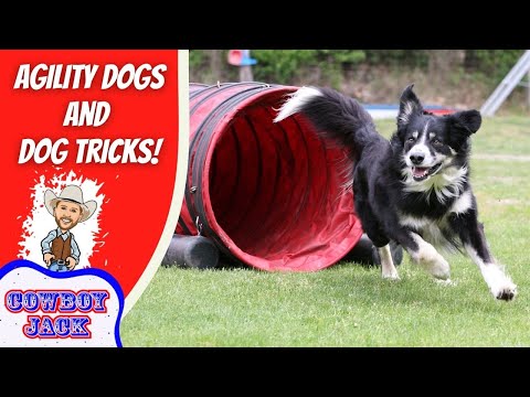 Border collie running through a red agility tunnel beside a bold red panel reading 'Agility Dogs and Dog Tricks!' with Cowboy Jack logo