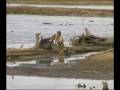 Steve Irwin Most Dangerous Encounters Part 5