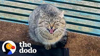 Woman Spends A Year Getting A Feral Cat To Love Her | The Dodo