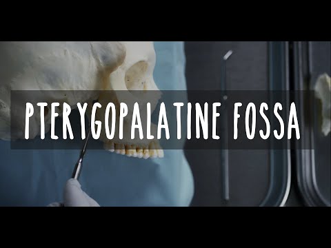Neuroanatomy S2 E5: Pterygopalatine Fossa #neuroanatomy #ubcmedicine