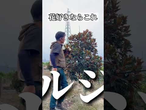 冬のガーデニング：12月に植える低木はどれですか？今あなたの庭に加えるべきトップ5の種  庭園