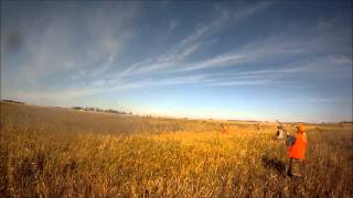 preview picture of video 'Galli Furniture Pheasant Hunt'