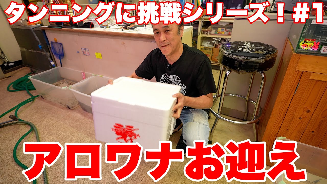 【タンニングに挑戦シリーズ！#1】アロワナお迎えするよ！　#アロワナ #高級魚 #aquarium #アクアリウム #大型魚 #アジアアロワナ #アロワナ #古代魚 #紅龍