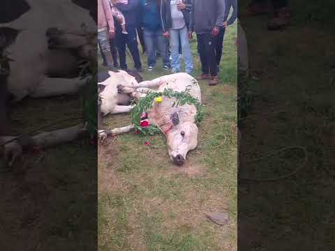 hierra tucumana el mollar ..ofrenda madre tierra festín