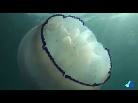 Sony RX100 underwater macro shot