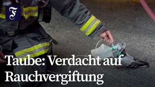 Feuerwehr in Oakland versorgt Taube mit Sauerstoff