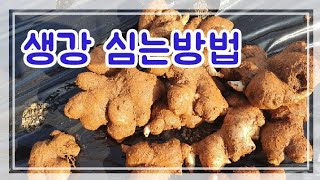 #생강심는 방법