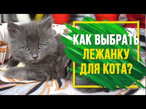 Выбираем лежанку для кошки