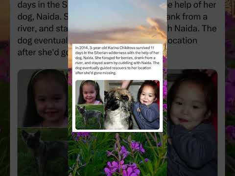 In 2014, 3-year-old Karina survived 11 days in Siberian wilderness with the help of her dog, Naida.