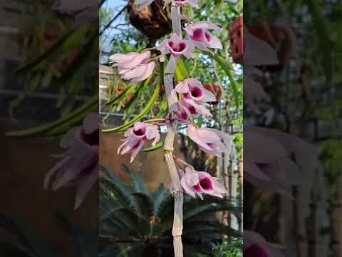 Thể hiện bởi Ánh Tuyết