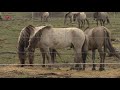 Rechter: Staatsbosbeheer heeft terecht paspoorten gekregen voor paarden