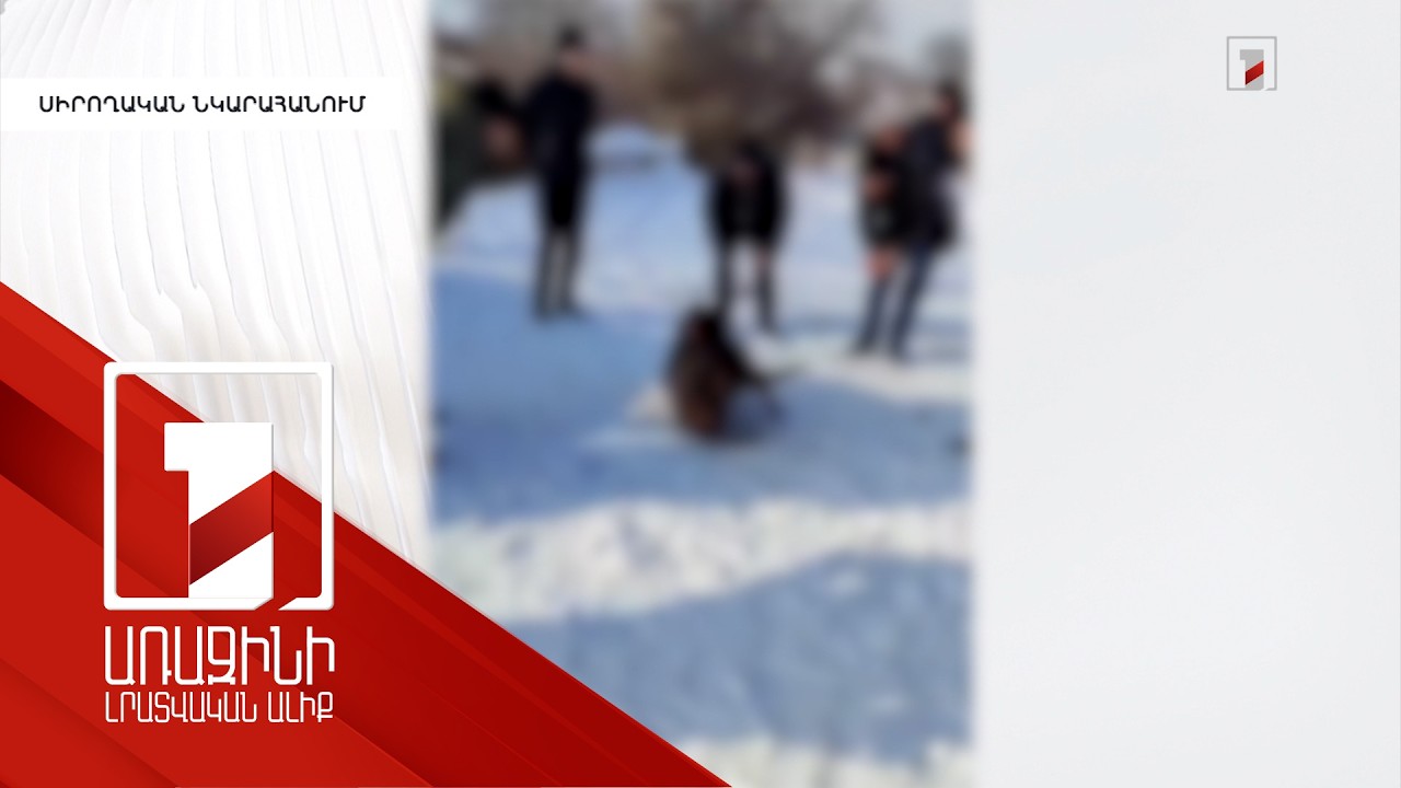 Միրաք գյուղում կազմակերպված շնամարտի գործով փաստաթղթերը փոխանցվել են Ապարանի քննչական բաժին. ՆԳՆ