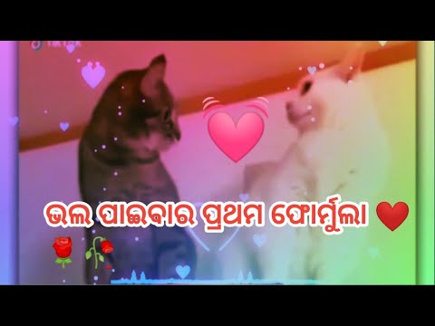 Tora kamali kamali aakhi rishimi rishimi otha funny song #viral #trending. Love1st formula.