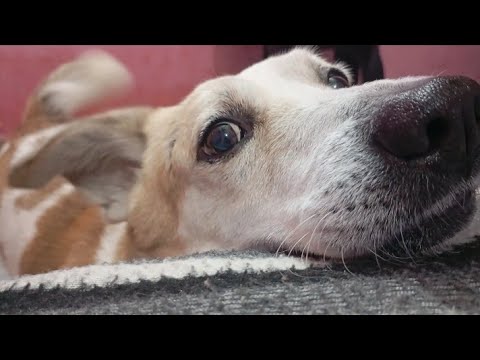 Street dog hain to kiya hua😍.. #vlog#dog