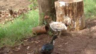preview picture of video 'A galinha perneta de Borrazópolis'