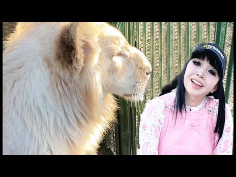 ホワイトライオン キング君  生まれて570日　こんなに大きくなりました 体重150倍 #34 【プリンセス天功】