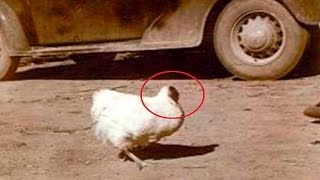 Increible Pollo que Vivio 18 meses sin Cabeza