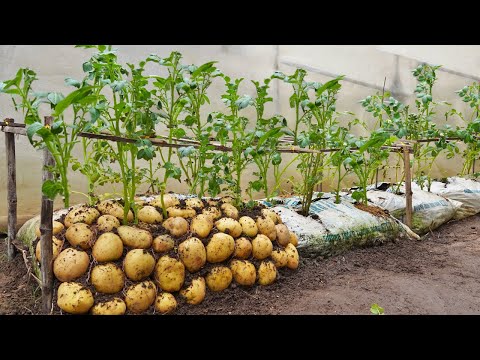 Wish I knew about these high yield potato growing methods at home sooner Let s explore