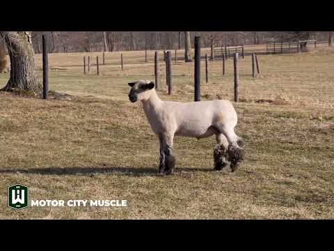 Wheaton Hampshires Mcm