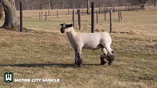 Wheaton Hampshires - MCM 