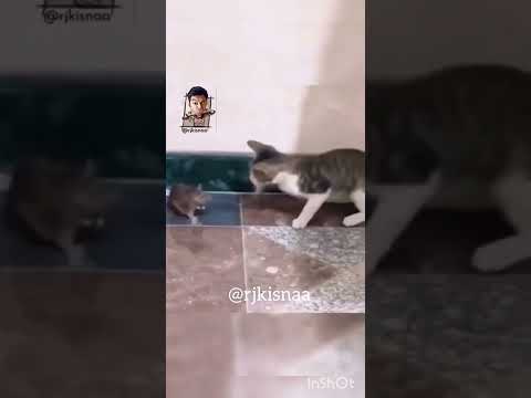 CATS funny video high quialty