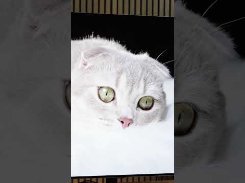 LG G2 to G5: You’ll See the Difference