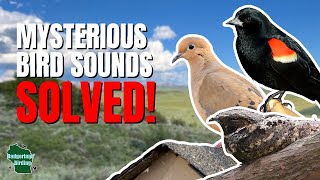 Birds You've Heard 100 Times, But May Have Never Seen