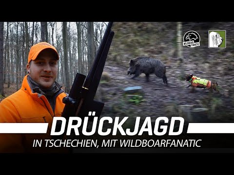 Drückjagd in Tschechien mit @WildboarFanatic
