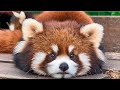 Red Panda’s Dancing Ears #cute #redpanda