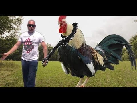 Ljubisa Kobas - Mongolski pijetao ( Private Video 2019 )